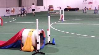 Winston's first Standard class in his first agility trial