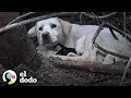 Labradora callejera no deja que los rescatistas se acerquen a sus cachorros | El Dodo