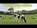 Relax Your Dog TV - Videos for Dogs ⭐ Relaxing 8 HOURS of Grazing Cows ⭐ Nature Relaxation Films