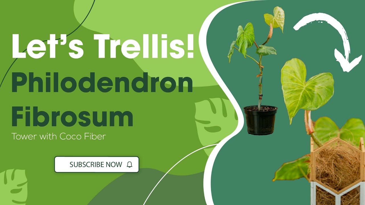 philodendron saw Philodendron Golden Saw main image 0