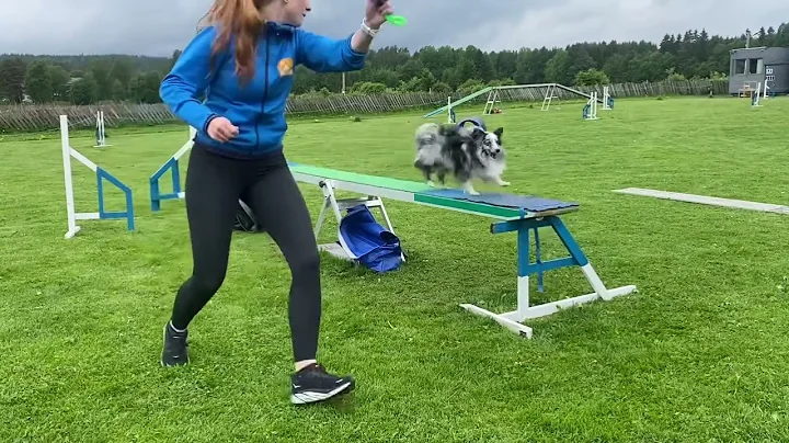 Jet - seesaw training, working on confidence to th...