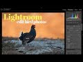 EDIT BIRD PHOTO IN LIGHTROOM | Bird photography tutorial