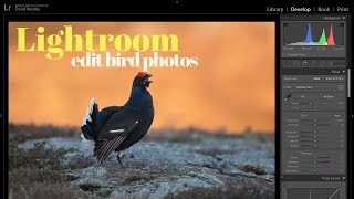 EDIT BIRD PHOTO IN LIGHTROOM | Bird photography tutorial screenshot 4