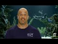 An Extravagant Vegas Wedding Tank | Tanked | Animal Planet