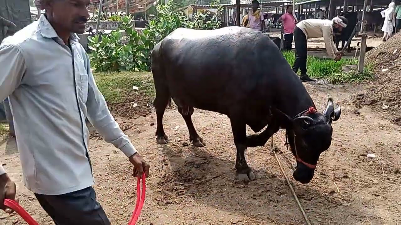 Kam pase me achhe passu(Dildarnagar) up.15.6.2025