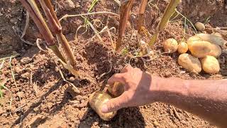 como tirar semilhas em santana na ilha da Madeira Portugal