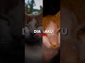 dia atau aku, garam atau madu eaaa #trending #cat #cutecat #funnycat #lucu #garammadu #garamataumadu