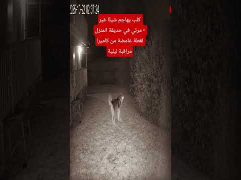 كلب يهاجم شيئ ا غير مرئي في حديقة المنزل لقطة غامضة من كاميرا مراقبة ليلية اكسبلور تاريخ قصص