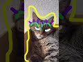 気持ちよさそうだったので・・・　#猫 #cat #pets