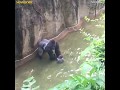 Un enfant de 4 ans tombe dans lenclos avec les gorilles terrifie il est pr svp abonnetoi