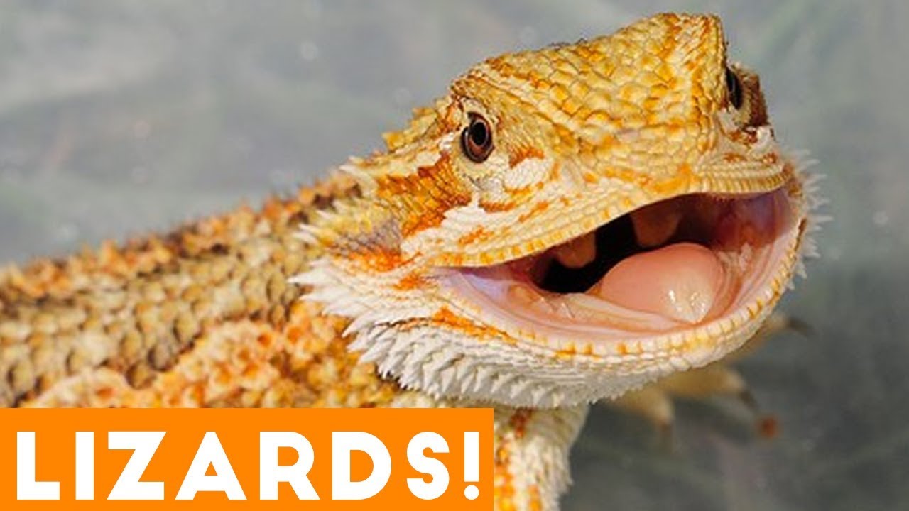 Ultimate Funny Lizard Compilation of 2018 | Funny Pet Videos - YouTube