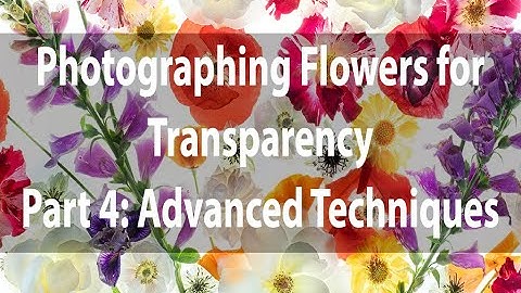 Photographing Flowers for Transparency | Part 4: Advanced Topics | Harold Davis [NEW]