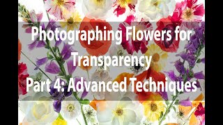 Photographing Flowers for Transparency | Part 4: Advanced Topics | Harold Davis [NEW]