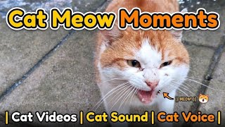 Cat Meow Sound to Attract Cats🐈🔊 | Cat Voice | Cat Videos | Kitten Meowing | Cat Sound | Cat Meowing screenshot 3