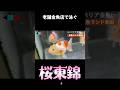 老舗金魚店で泳ぐ桜東錦