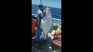 Commercial Halibut Longlining Shooting the longline #shorts