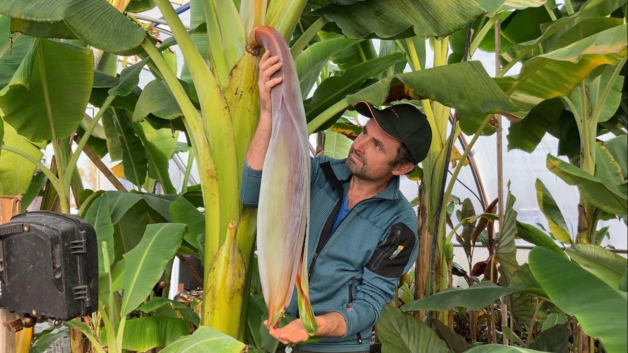 Banan Musa Dwarf Puerto Rican owocuje 🍌🍌🍌 YouTube