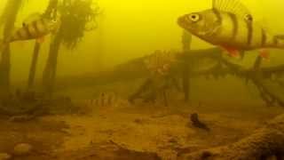 Ловля окуня на блесну и балансир. Подводная видеосъемка. 03.2015 р. Волга. Perch fishing underwater. Ловля окуня на блесну и балансир. Подводная видеосъемка. 03.2015 р. Волга. Perch fishing underwater.