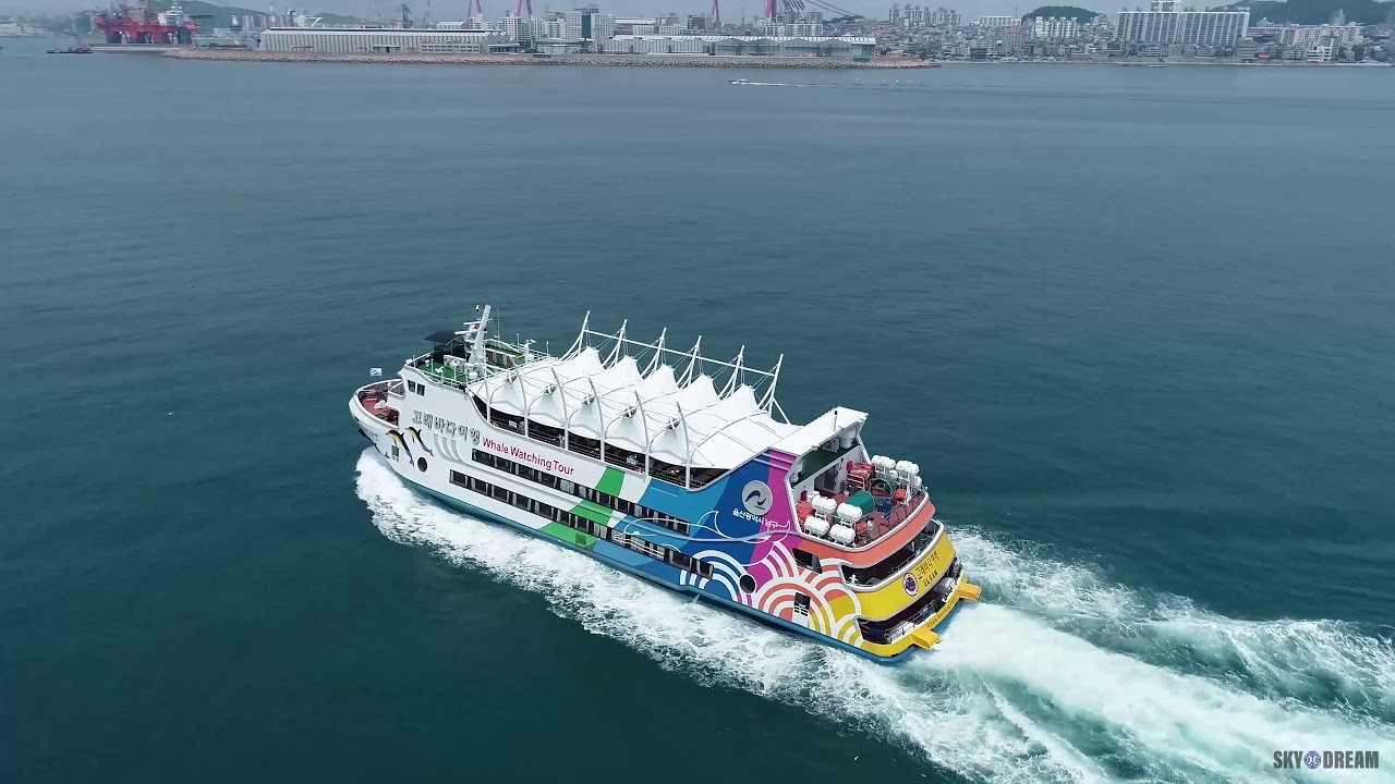 whale watching cruise ulsan