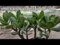 क्रासुला को गर्मी में जलने से बचाने का एकमात्र उपाय || Crassula (jade) summer care