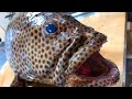 1週間寝かせた魚の炙り刺身でYEBISUをキメる!