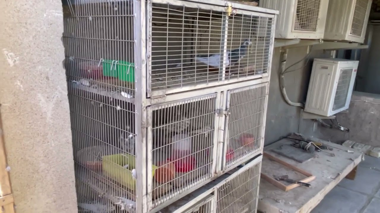 اليوم المقطع عالمي فصل الصبح وموضوع حول طير