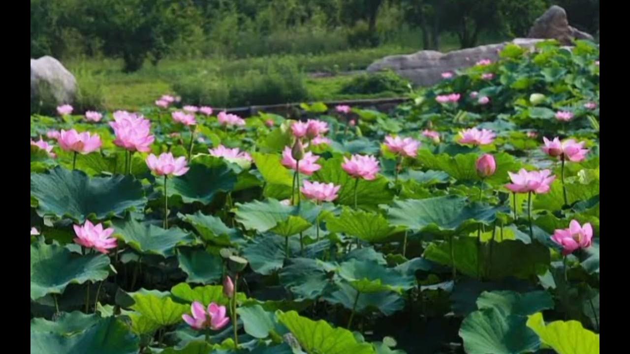 MOONLIGHT OVER THE LOTUS POND...traditional chinese song MOONLIGHT OVER THE LOTUS POND...traditional chinese song