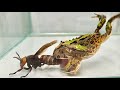 WARNING LIVE FEEDING! ! The Pacman frog eats Asian giant hornet?