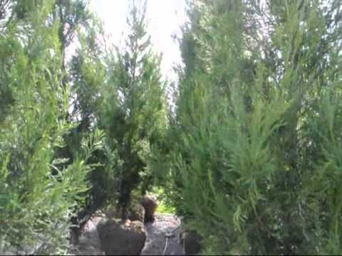 วีดีโอ: พันธุ์ไม้เชอร์รี่ที่ทนทาน - มีต้นซากุระที่เติบโตในโซน 4 หรือไม่
