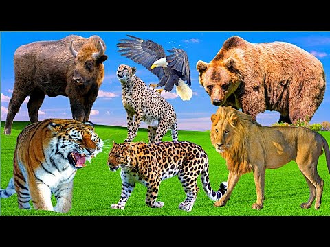 funny animals, animal sound, lions, tigers, leopards, cheetahs, bulls, eagles, bear, wolf, #animals