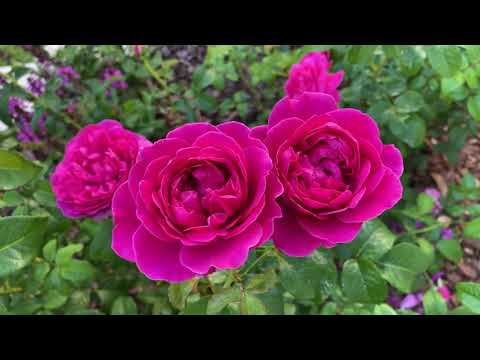 Roses Compilation 2 - YouTube