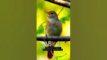 Singing nightingale  || The best bird song || #shorts #birds