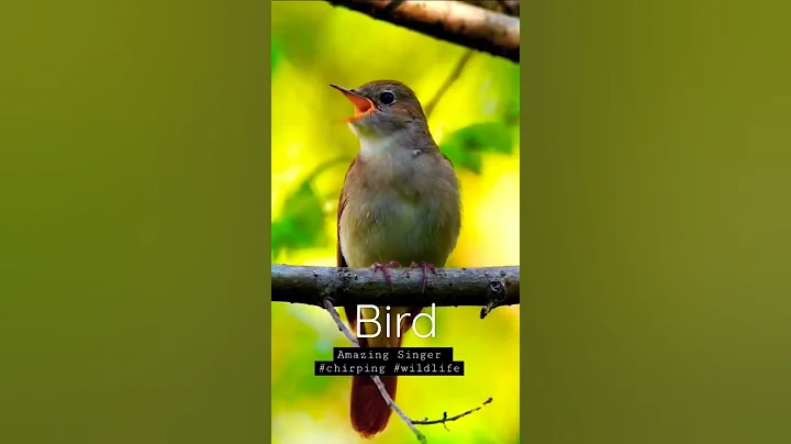 Singing nightingale  || The best bird song || #shorts #birds