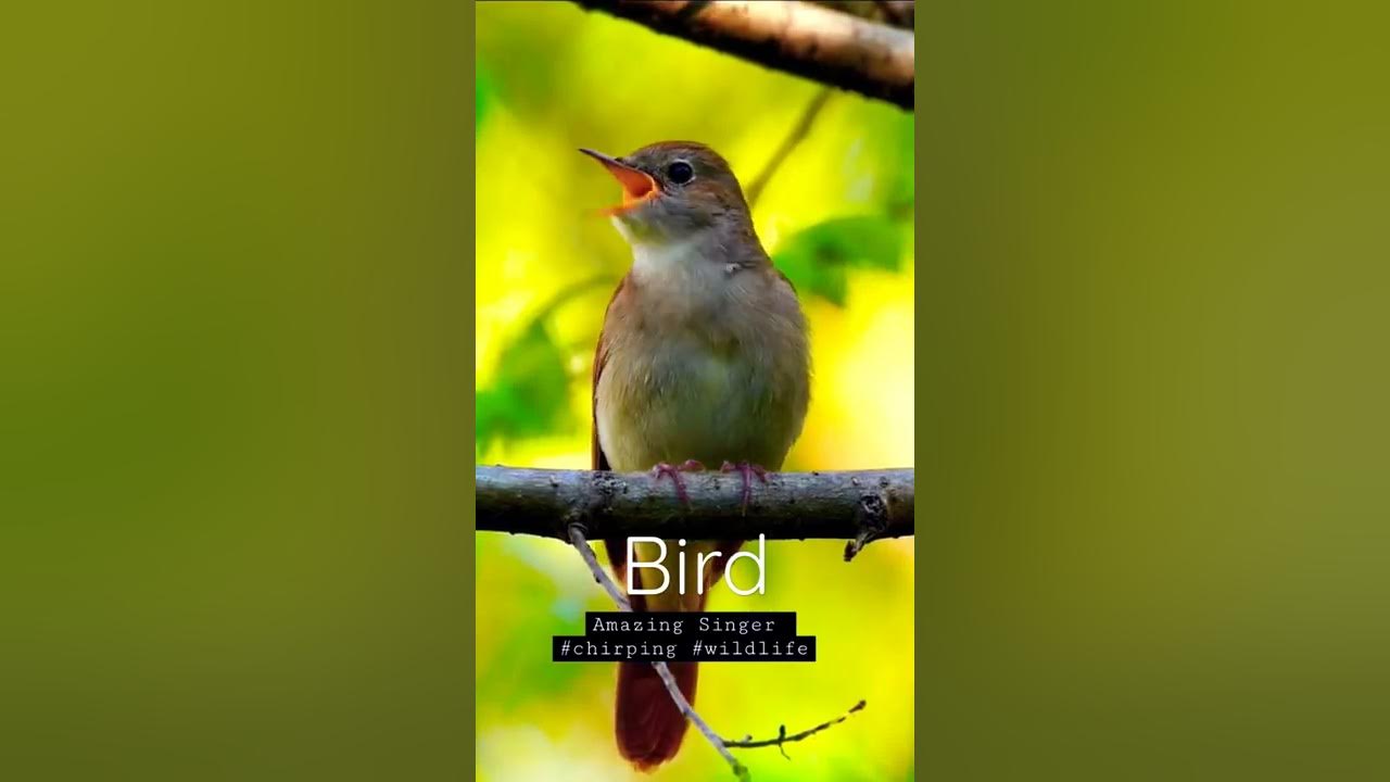 Singing nightingale || The best bird song || #shorts #birds Singing nightingale || The best bird song || #shorts #birds