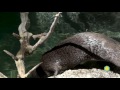 view North American River Otter Ashkii at the Smithsonian&apos;s National Zoo digital asset number 1