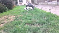 Can french bulldogs breed naturally ?