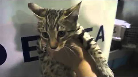 Watch the video about Bamboo Golden F5 Savannah Cat Journey Coming Home