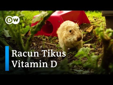 Basmi Hama Tikus dengan Formula Vitamin D Sekali Semprot Basmi Hama Tikus dengan Formula Vitamin D Sekali Semprot