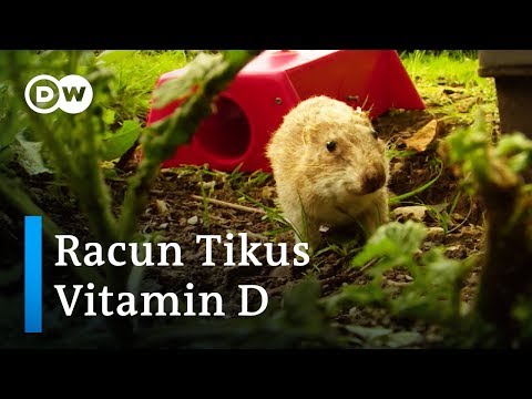 Video: Apa yang tak tertahankan bagi tikus?