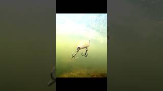 Топ 2 приманка по форели круглый год , Zipbaits Rigge Raphael