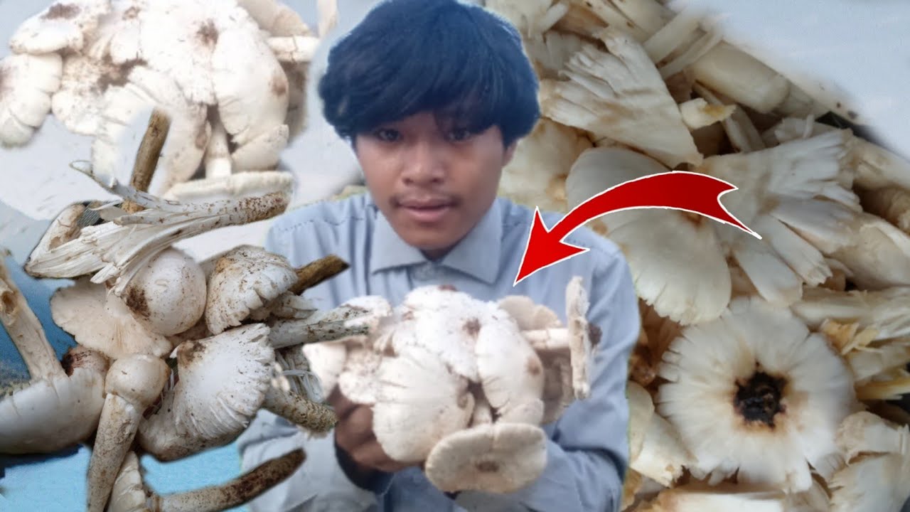 Natural Mushroom begest Hunting in Paharo Ka Kati Me || catch mushroom ...