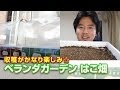 収穫がかなり楽しみ☆ ベランダガーデン はこ畑