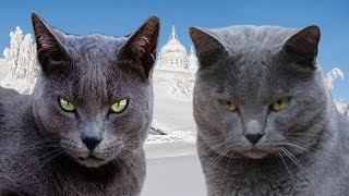 Russian Blue vs Chartreux - Difference Explained by The Cat Spot 150,140 views 7 years ago 2 minutes, 28 seconds