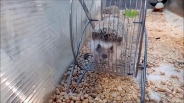 Hedge hog Runs on Hamster Wheel