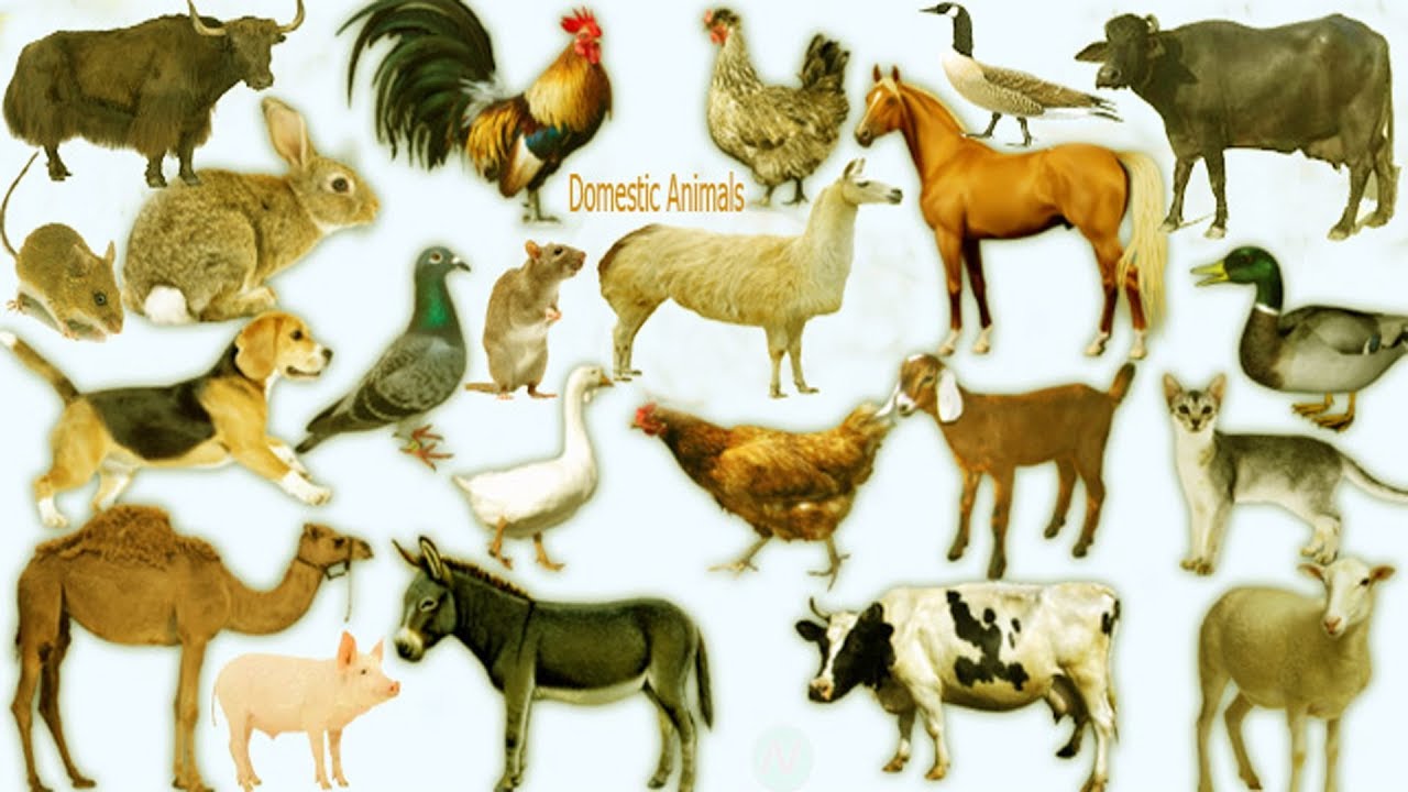 Domestic Animals Name, Meaning & Image | Domestic Animals Vocabulary -  YouTube