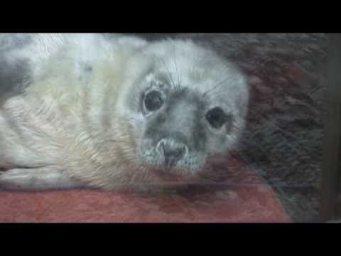 CUTE BABY SEALS!
