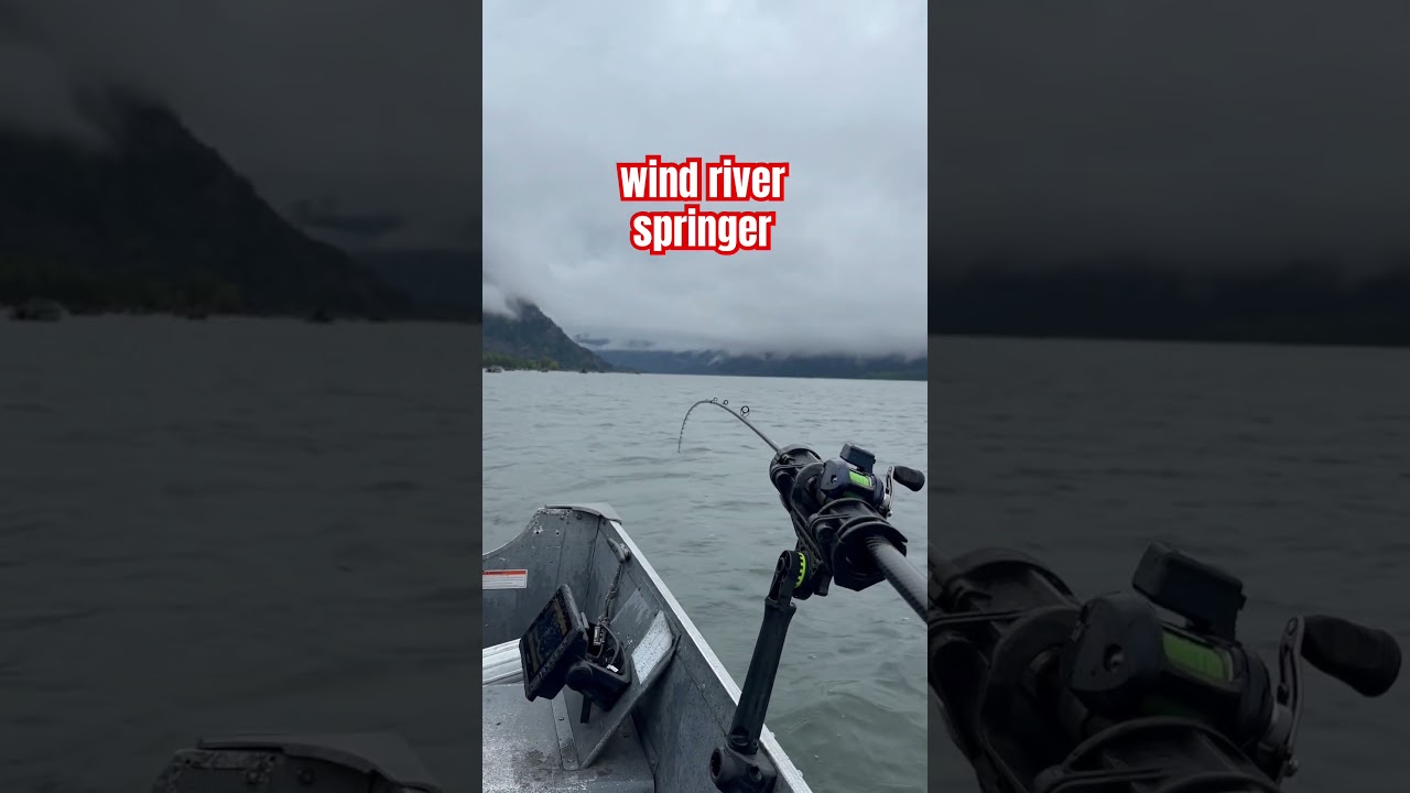 Fishing for springer salmon wind river #fishing #pnw #outdoors #salmon #river #trolling