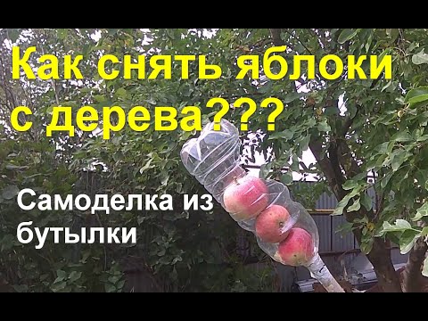 Приспособление для снятия яблок своими руками