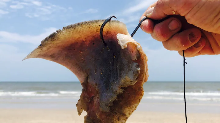 Plongez dans le monde passionnant de la pêche aux requins