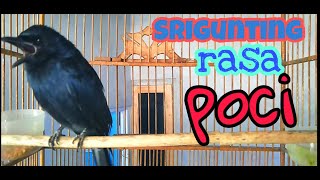 KICAU SRIGUNTING HITAM RASA POCI